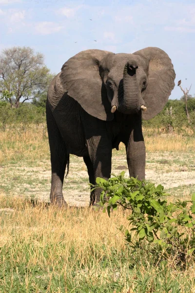 Slon Africký Loxodonta Africana Buši Zimbabwe — Stock fotografie