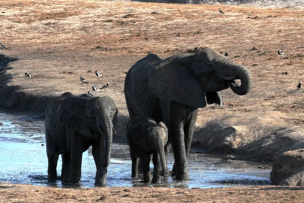 Afrikanischer Elefant Loxodonta Africana Waterhole Hwange Nationalpark Zimbabwe — Stockfoto