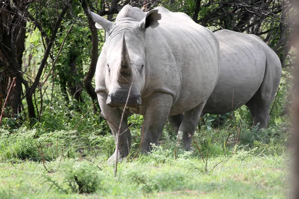 Rinoceronte Blanco Del Sur Ceratotherium Simum Simum Parque Nacional Matopos — Foto de Stock