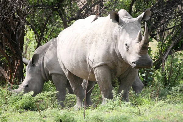 Южный Белый Носорог Ceratotherium Simum Simum Национальном Парке Матопус Зимбаве — стоковое фото