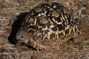 Leopar kaplumbağa, Stigmochelys pardalis, Victoria falls, Zimbabve