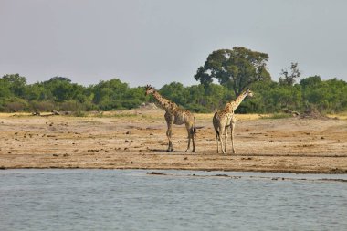 zürafa, Nyamandlovo Hwange Milli Parkı, Zimbabve ziyarette200 zürafa zürafa