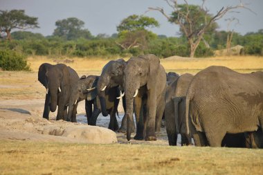 fil, Nyamandlovo Hwange Milli Parkı, Zimbabve ziyarette200 Loxodonta africana