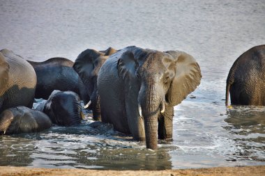 fil, Nyamandlovo Hwange Milli Parkı, Zimbabve ziyarette200 Loxodonta africana