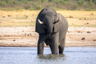 Afrika fili, ziyarette200 Hwange Milli Parkı, Zimbabwe Loxodonta africana