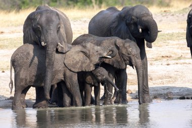 Afrika fili sürüsü, ziyarette200, Loxodonta africana Hwange Milli Parkı, Zimbabve