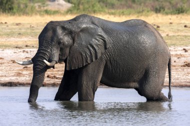 Afrika fili, ziyarette200 Hwange Milli Parkı, Zimbabwe Loxodonta africana
