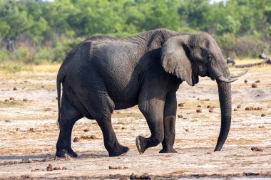 Afrika fili, ziyarette200 Hwange Milli Parkı, Zimbabwe Loxodonta africana