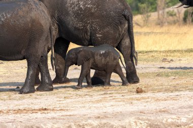 Afrika fili, Loxodonta africana, Hwange Milli Parkı, Zimbabwe bebeğim