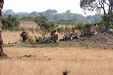 Güneybatı Afrika aslanı, Panthera leo bleyenberghi, aittir, Hwange Milli Parkı, Zimbabve