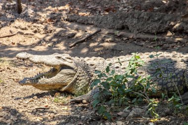 Nil timsahı, Crocodylus niloticus ziyarette200 Hwange Milli Parkı, Zimbabve