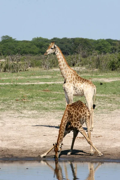 Giraffen Wasserloch Hwange Zimbabwe — Stockfoto