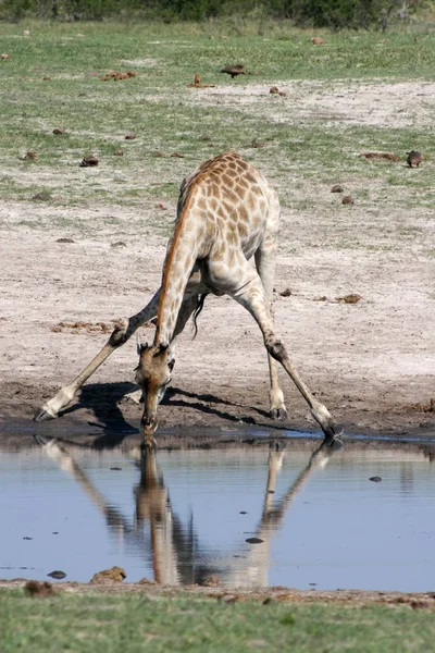 Giraffen Water Gat Hwange Zimbabwe — Stockfoto