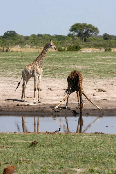 Giraffe Presso Pozzo Acqua Hwange Zimbabwe — Foto Stock