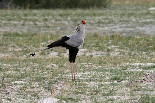 Secrétaire Oiseau Sagittarius Serpentarius Parc National Hwange Zimbabwe — Photo