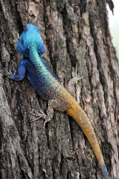 Common Agama Matopos National Park Zimbabwe — Stock Photo, Image