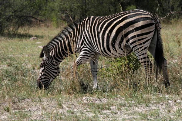 Ζέβρα Chapman Equus Κουάγκα Chapmanni Εθνικό Πάρκο Victoria Falls Ζιμπάμπουε — Φωτογραφία Αρχείου