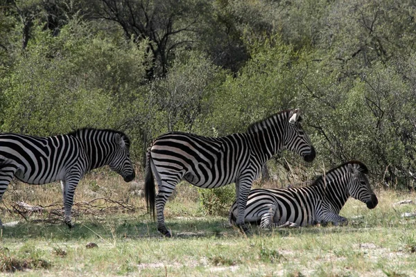 Zebra Chapman Equus Quagga Chapmanni Victoria Falls National Park Zimbabwe — Fotografia de Stock