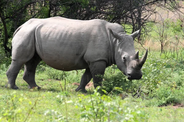 Rinoceronte Blanco Septentrional Ceratotherium Simum Cottoni Parque Nacional Matopos Zimbabue — Foto de Stock