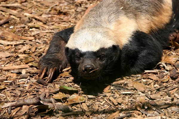 Bal porsuğu, Mellivora capensis, Güney Afrika portresi