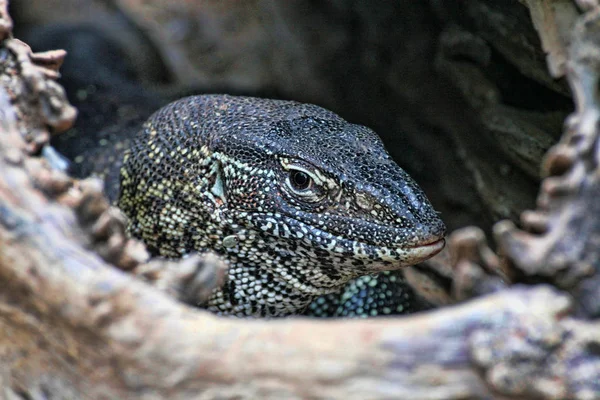 Společné Nile Monitor, Varanus niloticus, Viktoriiny vodopády, Zimbabwe — Stock fotografie