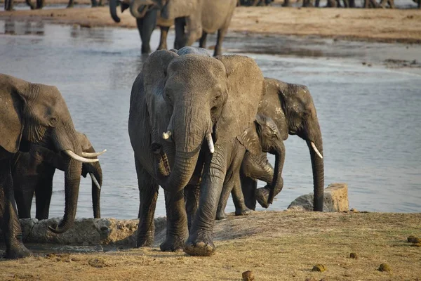 Elefant Loxodonta Africana Wasserloch Nyamandlovo Hwange Nationalpark Zimbabwe — Stockfoto