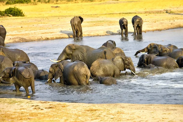 Elefante Loxodonta Africana Abrevadero Nyamandlovo Parque Nacional Hwange Zimbabue —  Fotos de Stock