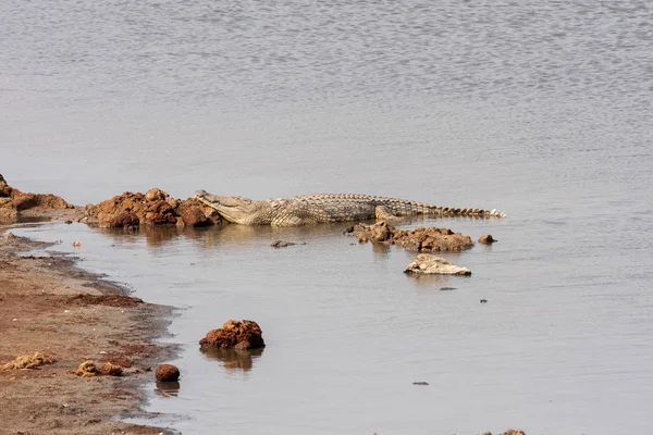 Crocodilo Nilo Crocodylus Niloticus Buraco Água Parque Nacional Hwange Zimbábue — Fotografia de Stock