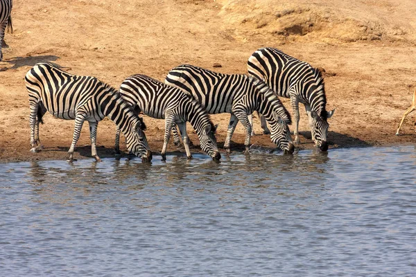 Зебра Гранта Equus Quagga Boehmi Водопоя Национальный Парк Хванге Зимбабве — стоковое фото
