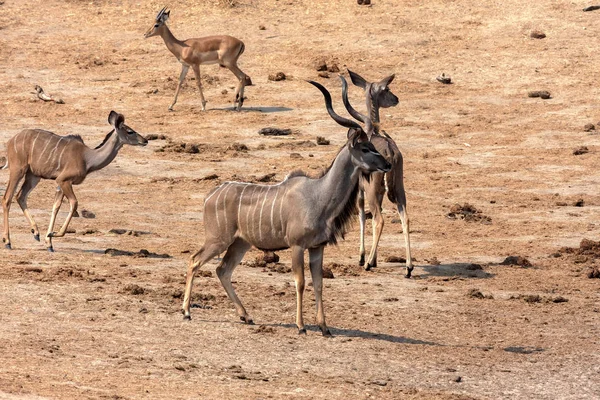 Macho Gran Kudu Tragelaphus Strepsiceros Abrevadero Parque Nacional Hwange Zimbabue — Foto de Stock