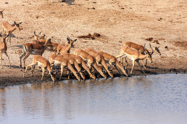  Impala, Aepyceros melampus, at the waterhole, Hwange National Park, Zimbabwe