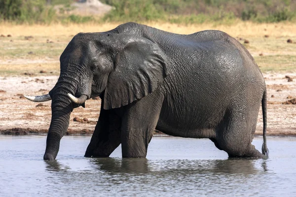 Elefante Africano Loxodonta Africana Beira Mar Parque Nacional Hwange Zimbabué — Fotografia de Stock