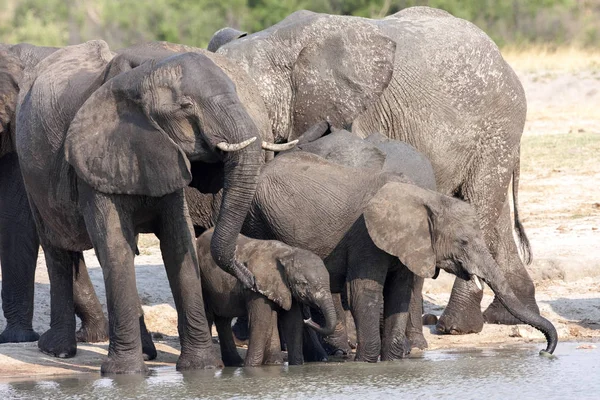 Afrikanische Elefantenherde Loxodonta Africana Wasserloch Hwange Nationalpark Zimbabwe — Stockfoto