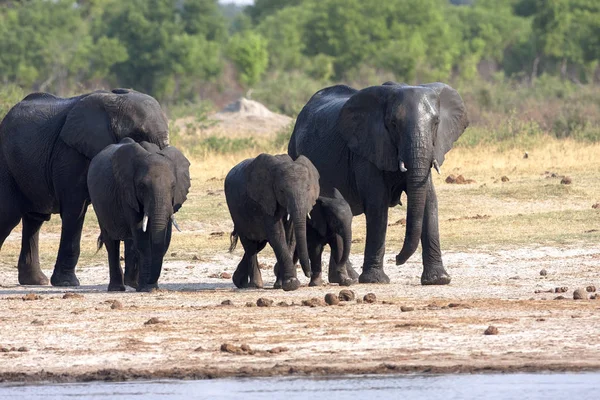 Afrikanische Elefantenherde Loxodonta Africana Wasserloch Hwange Nationalpark Zimbabwe — Stockfoto