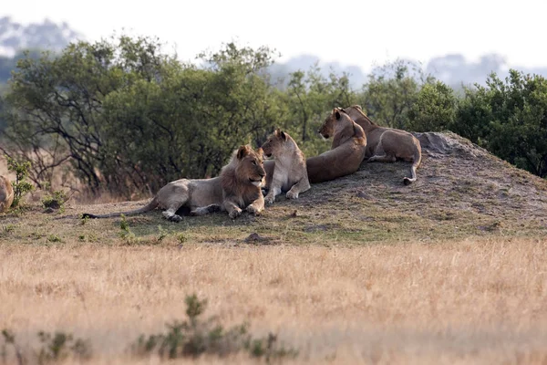 Leão Africano Sudoeste Panthera Leo Bleyenberghi Descansa Parque Nacional Hwange — Fotografia de Stock
