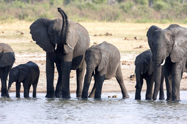 African elephant herd, Loxodonta africana, at waterhole, Hwange National Park, Zimbabwe