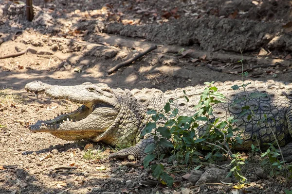 Krokodyl Nilowy Crocodylus Niloticus Waterhole Park Narodowy Hwange Zimbabwe — Zdjęcie stockowe
