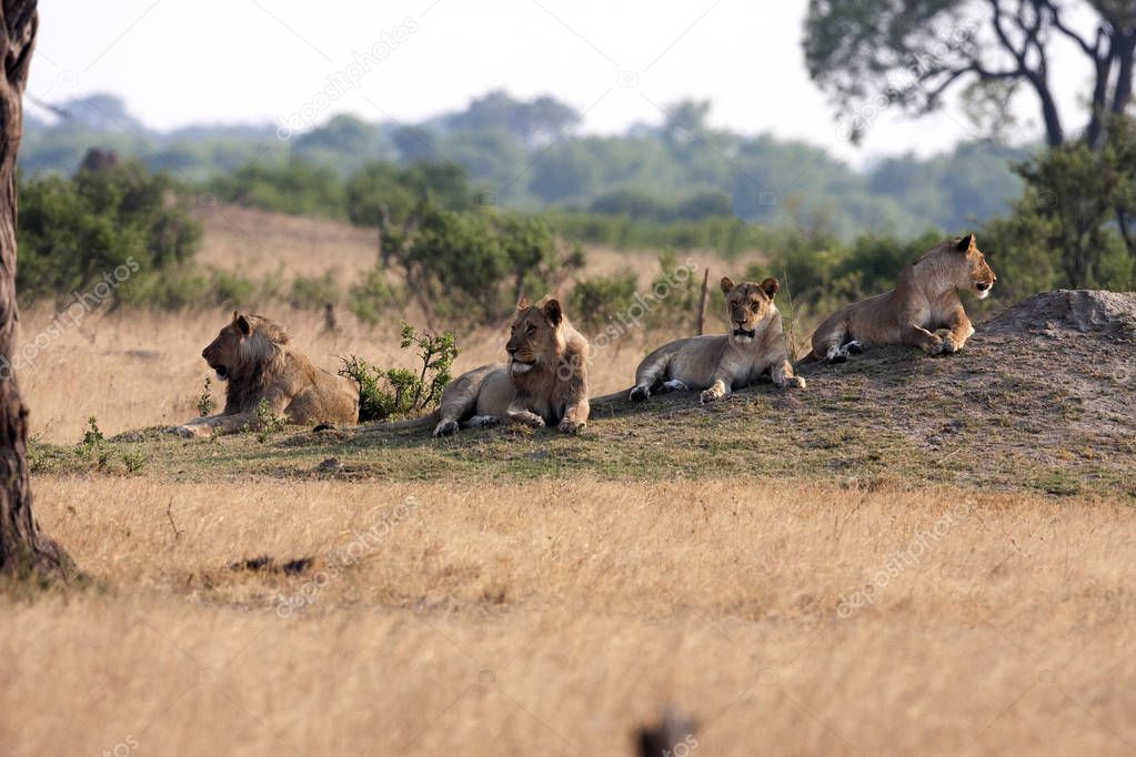 Southwest African lion, Panthera leo bleyenberghi, rests, Hwange National Park, Zimbabwe