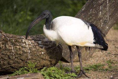 Afrika kutsal aynağı, Threskiornis aethiopicus, kutsal olarak kabul edildi