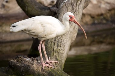 Ak aynağı, Eudocimus albus, avcılık