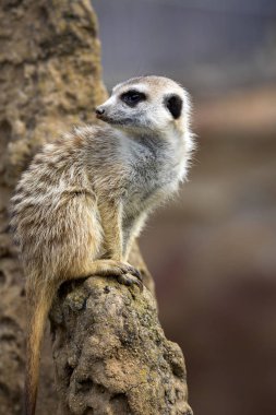 Sonbahar güneşin tadını çıkarma çöl faresi, Suricata suricatta,
