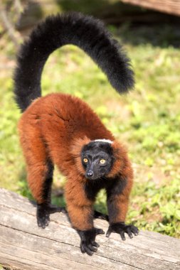 Red ruffed lemur, Varecia variegata rubra, sitting on a branch clipart