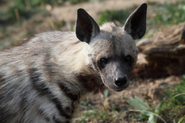 Dikey çizgili Hyaena, Hyaena Hyaena sultana