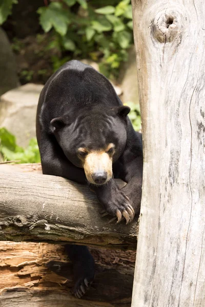 Descansando Com Garras Grandes Urso Sol Malaio Helarctos Malayanus — Fotografia de Stock