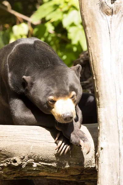 Descansando Con Grandes Garras Oso Sol Malayo Helarctos Malayanus —  Fotos de Stock