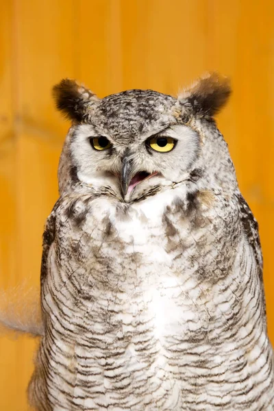 Great Horned Owl Bubo Virginianus Mieszka Ameryce Środkowej Południowej — Zdjęcie stockowe