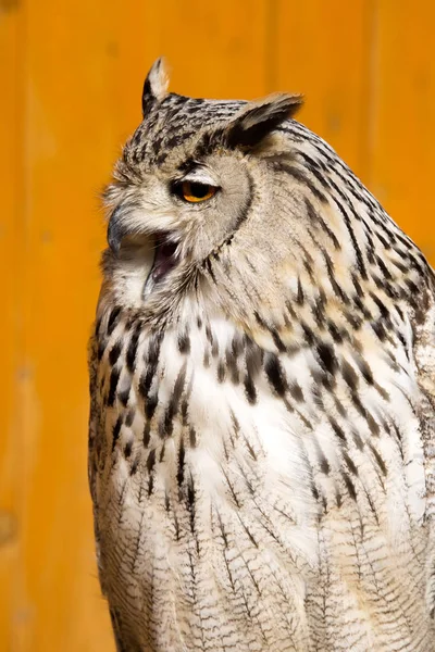 Bubo Bubo Syberyjski Syberyjski Western Puchacz Zamieszkuje Obszary Leśne Syberii — Zdjęcie stockowe