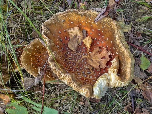 Funghi Grandi Autunno — Foto Stock