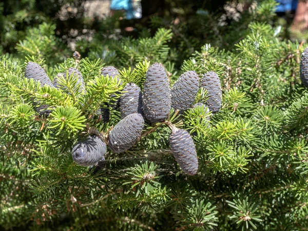 Beautiful Cones Exotic Pine — Stock Photo, Image