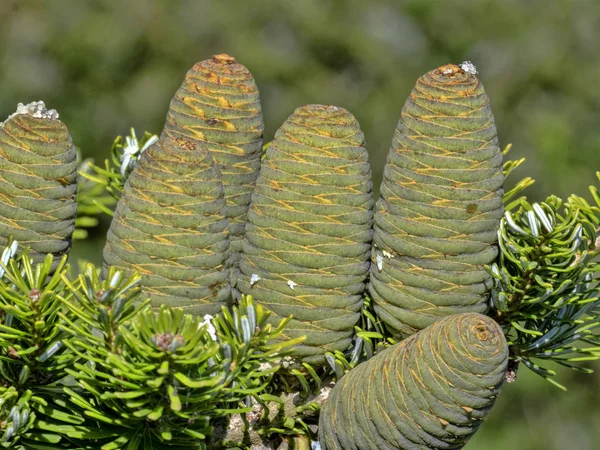 Mooie Kegels Van Exotische Pine — Stockfoto